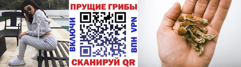 Псилоцибиновые грибы GOLDEN TEACHER  Купить  Дербент 